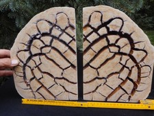 Settarie, bacino di Magonza