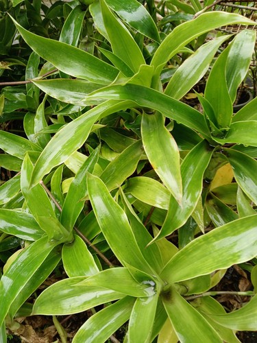 Callisia fragrans - -,