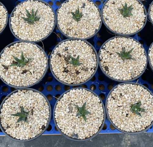 Ariocarpus hintonii coltivato - ariocarpus,