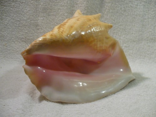 Bellissimo guscio conchiglia - guscio,