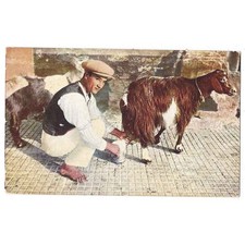 MALTA Maltese Man Milking a