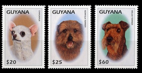 Welsh terrier norfolk - welsh,