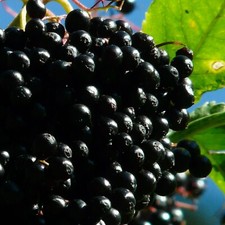 Sambuco Haschberg 2L - Arbusto da frutto, ideale per conserve e vino