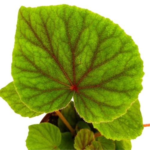 Begonia sericoneura semi - sericoneura,,