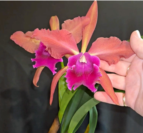 Anfione cattleya orchidea - lc.,