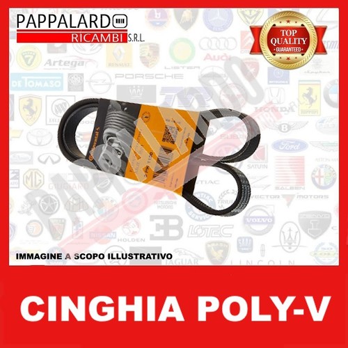 Cinghia servizi alternatore - pv,