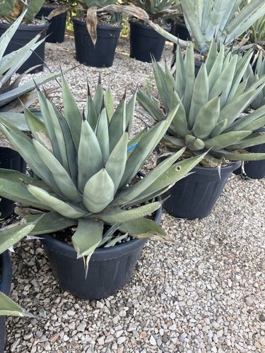 Agave nigra foto - agave,