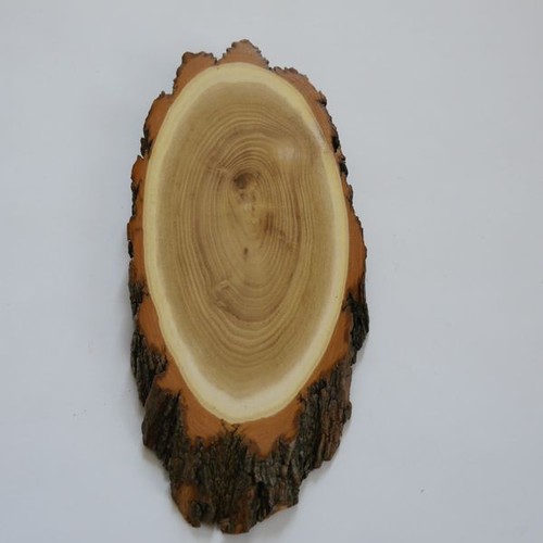 Acacia cervi bock scudo - acacia,