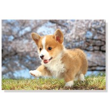 Cartolina Cucciolo Corgi