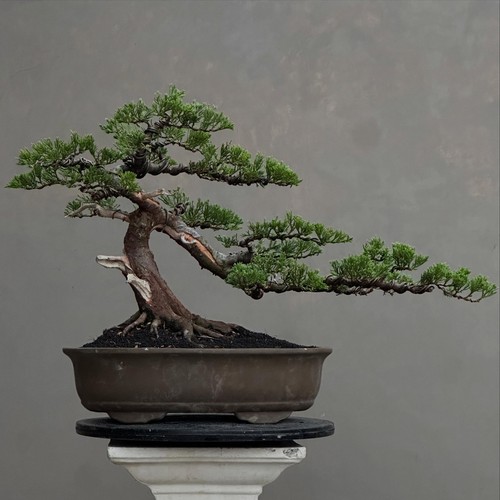 Albero vivo juniperus