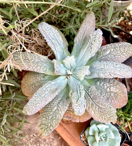 Echeveria linguas pianta - linguas-,