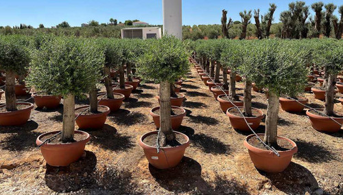 Ulivo olivo olea europea - ulivo, europea"