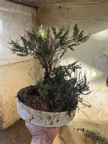 Bonsai timo macchia - timo,