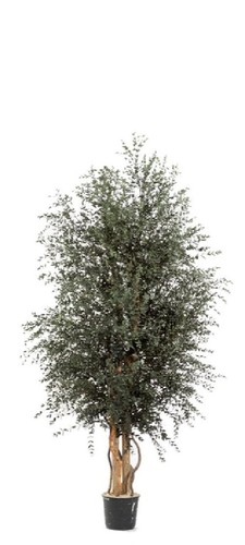Pianta albero wide parvifolia - wide,