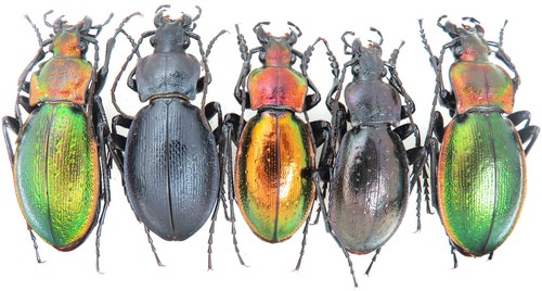 Carabidae carabus - carabus, (eucarabus)