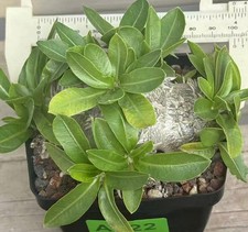 Fiori Gialli Raro Cactus