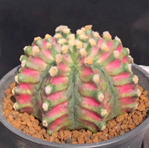 3pcs 5cm rara - rara, pianta