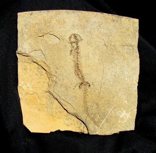 Anfibio branchiosauro molto - anfibio,
