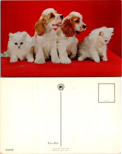 Cartolina cocker spaniel - cocker,