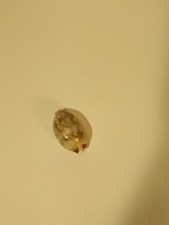 Conchiglia di cowry raccolta a