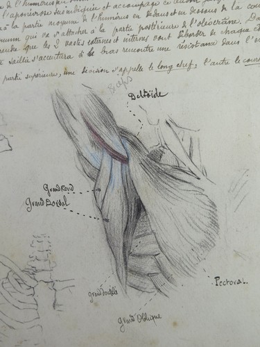 Disegno antico anatomia - disegno,