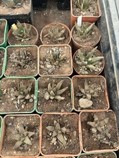 Ariocarpus Scapharostrus 3,5cm