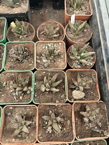 Ariocarpus scapharostrus 5cm - ariocarpus, 3,5cm