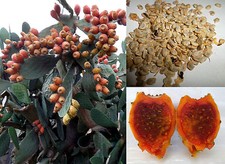 50 semi Opuntia Ficus Indica Tuna Fico d'India giallo-arancio Sulfarina seeds
