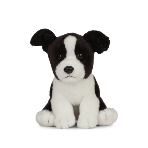 Border collie cucciolo - border,