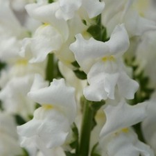50+ Semi di Fiori Antirrhinum