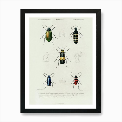 Diversi tipi coleotteri - di,