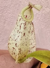 Nepenthes Rafflesiana Giant -