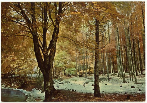Gambarie aspromonte reggio - d'aspromonte,