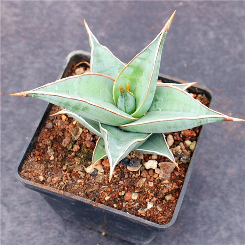 Pinguicula sansevieria viva - pinguicula,