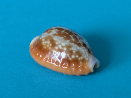 Cypraea helvola 7 - cypraea, 17,7