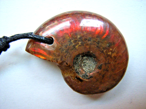 Bellissima ammonite opalizzata - bellissima,