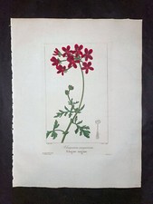 1836 - BESSA - STAMPA BOTANICA ANTICA ORIGINALE COLORATA A MANO - BANCONOTA GRU SANGUINOSA