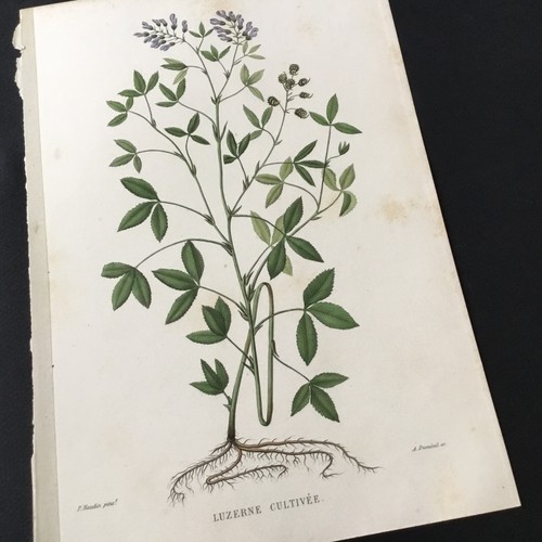 Incisione botanica xix secolo - incisione,