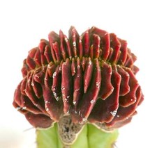 Astrophytum myriostigma cv Koh-Yo forma ROSSO-VERDE CRESTATO (innesto) -
