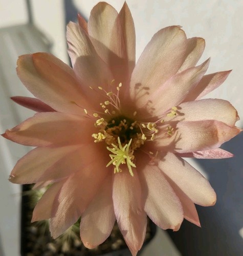 Cactus echinopsistrichocereus - cactus,