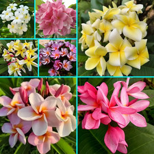 Mix Color Plumeria Frangipani
