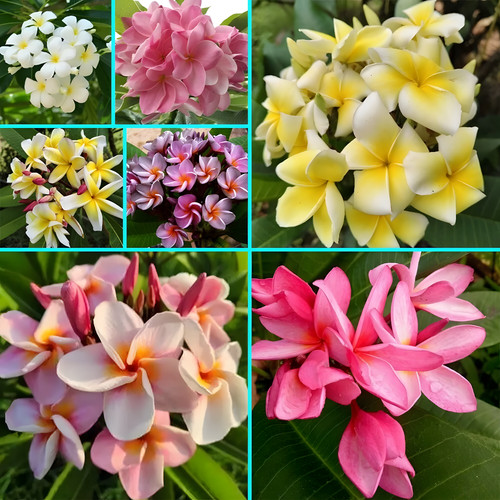 Mix color plumeria - color,