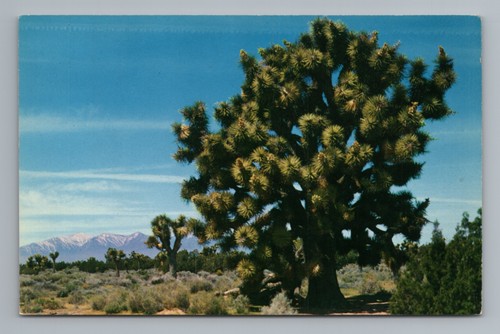 Joshua tree yucca - tree, brevifolia