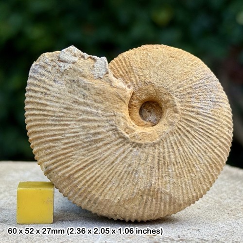 Macrocephalites compressus