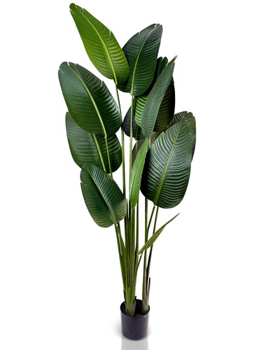 Ivoq strelitzia pianta - ivoq,