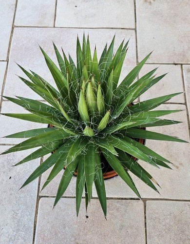Agave filifera diam h - -,