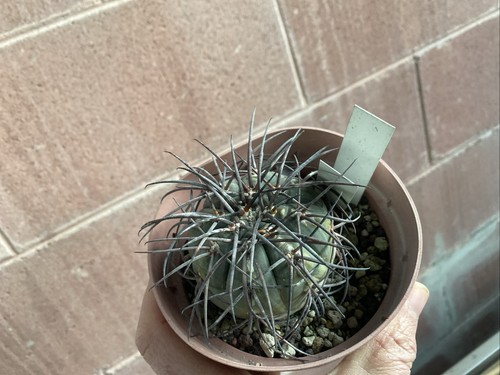 Gymnocalycium spegazzini - gymnocalycium,