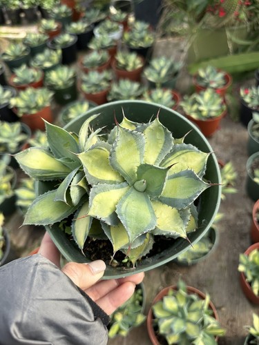 Agave guiengola mediopicta - agave,