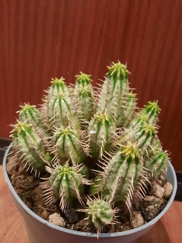 Euphorbia aggregata variegata