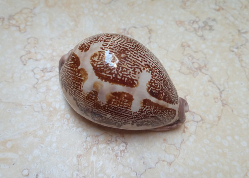 Cypraea mappa rosea - f, huge